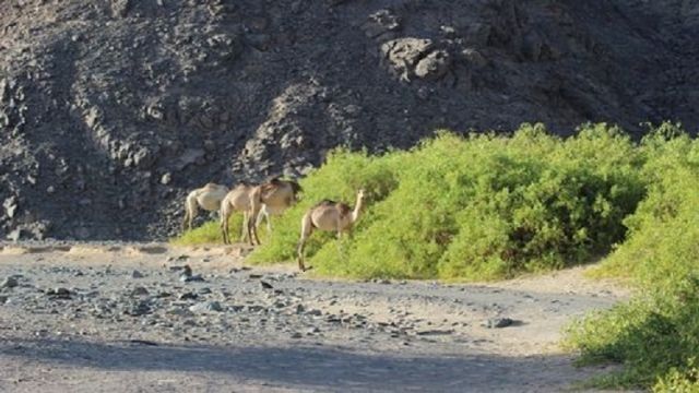 Private trip to Wadi El Gemal from Marsa Alam — photo 4