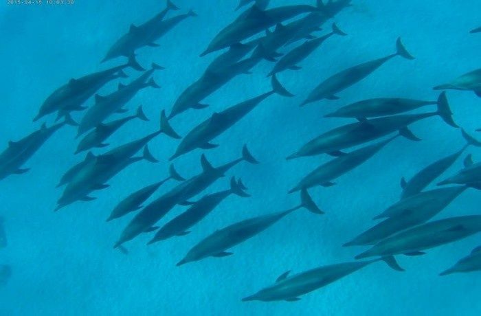 Sataya Reef Dolphin House Snorkel Trip from Marsa Alam — photo 6