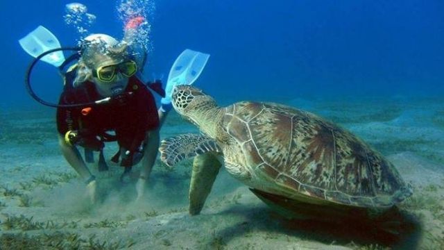 Scuba Diving Excursions from Sahl Hasheesh — photo 3