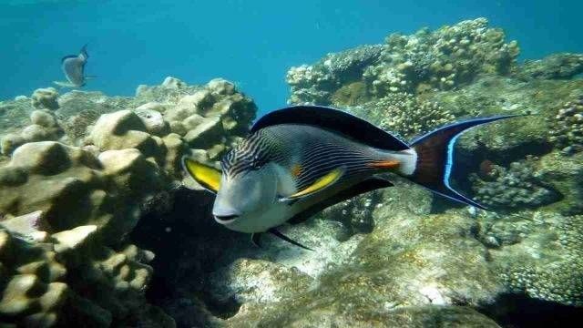 Scuba diving trip from Makadi — photo 2