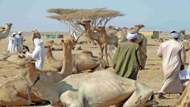 Shalateen Tour From Marsa Alam — photo 4