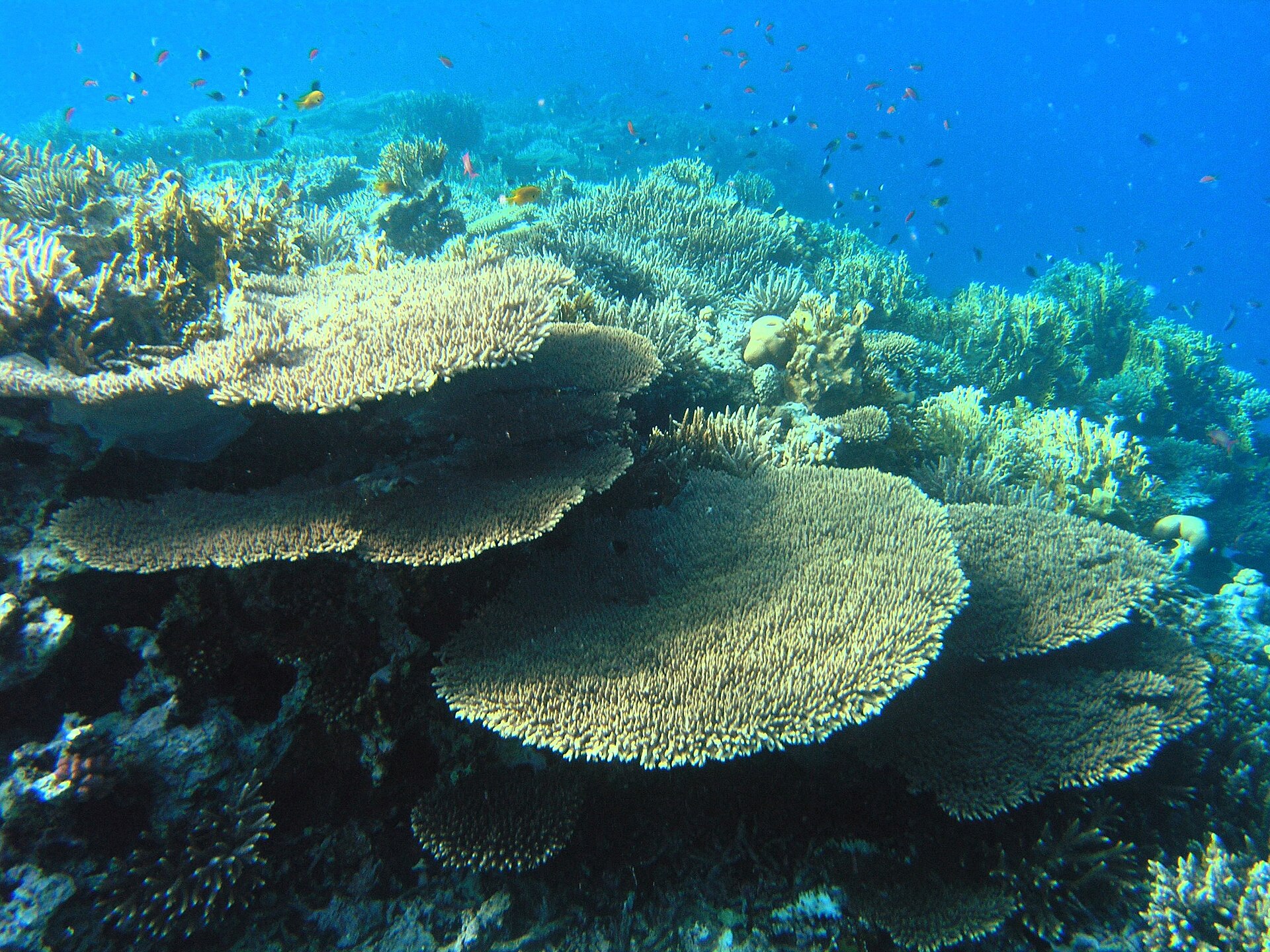 Sharm El Luli Snorkeling Tours from Med Red Sea