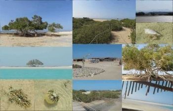 sharm_el_luli_snorkeling tours โ photo 4