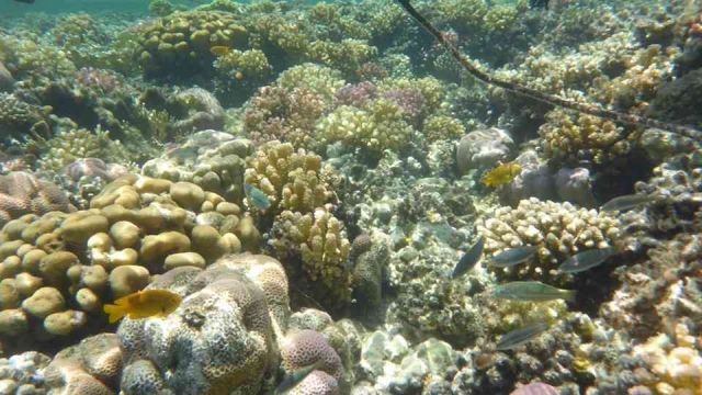 sharm el naga bay snorkeling trip from hurghada Egypt Red Sea — photo 5