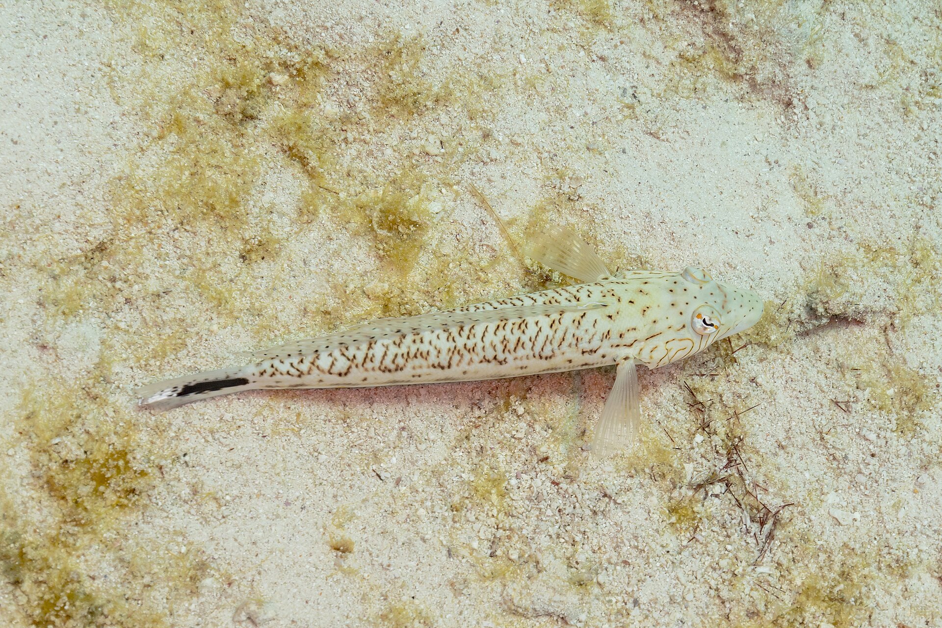 Transfer image 5