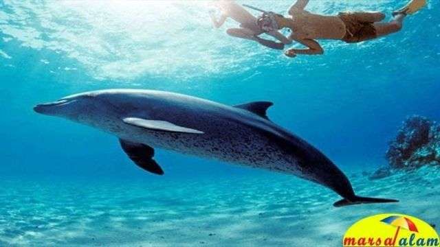 snorkeling at dolphin house from marsa alam