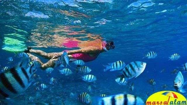snorkeling at dolphin house from marsa alam — photo 2
