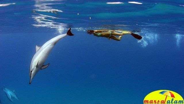 snorkeling at dolphin house from marsa alam — photo 3