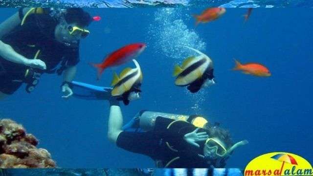snorkeling at dolphin house from marsa alam — photo 5