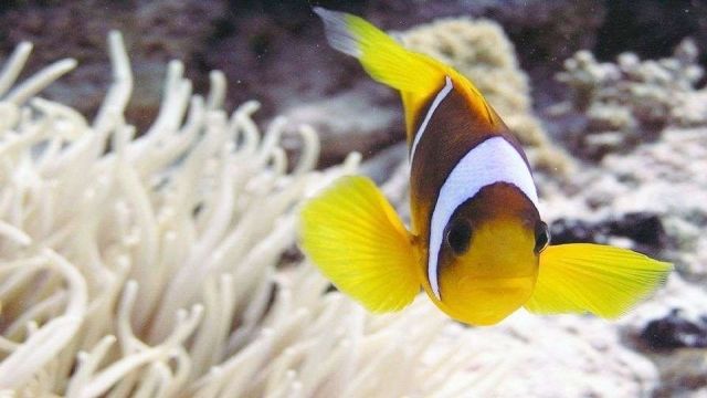 snorkeling day trip paradise island El Gouna egypt — photo 8