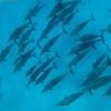 Snorkeling Trip At Sataya dolphin Reef from El Quseir — photo 3