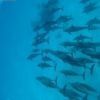 Snorkeling Trip At Sataya dolphin Reef from El Quseir — photo 4