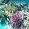 Snorkeling Trip At Sataya dolphin Reef from El Quseir — photo 5