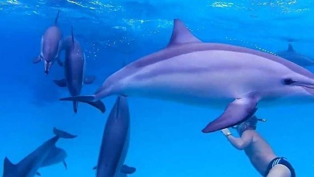 Snorkeling Trip At Sataya dolphin Reef from El Quseir — photo 10