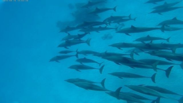 Snorkeling Trip At Sataya dolphin Reef from El Quseir — photo 13