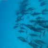 Snorkeling Trip At Satayh Dolphin Reef from Portghalib — photo 4