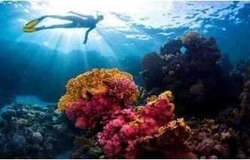 Snorkeling trip to Hamata Islands From El Quseir