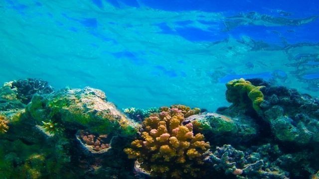 Snorkeling Trip to Orange bay from Safaga Port — photo 6