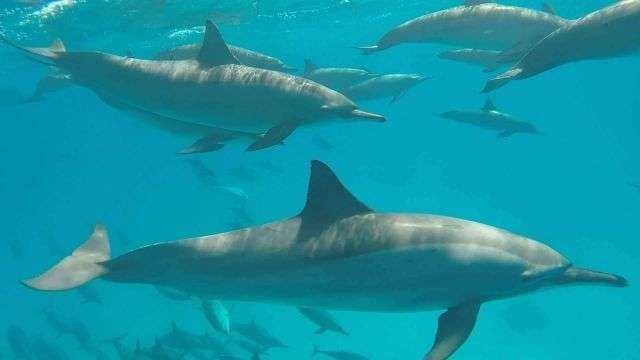 Snorkeling trip to the dolphin house from El Gouna — photo 5