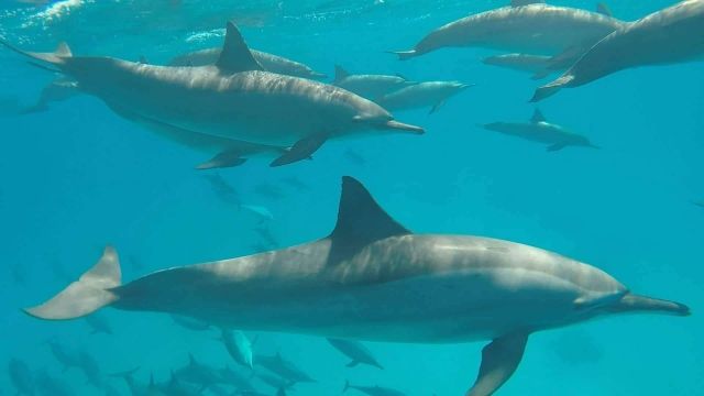 Snorkeling trip to the dolphin house from Hurghada — photo 4