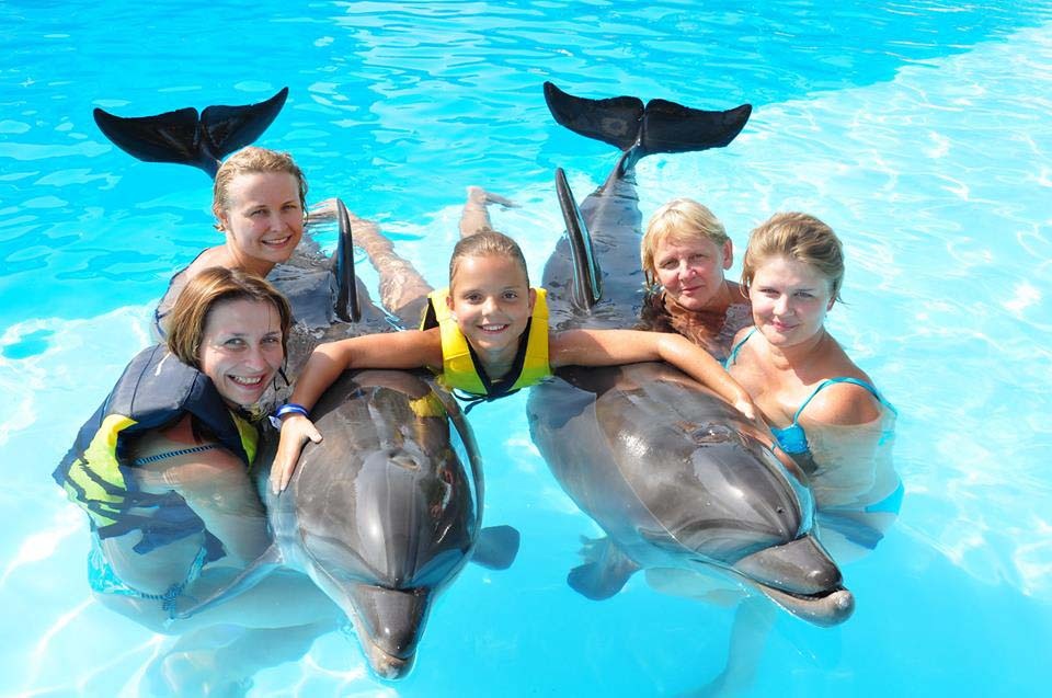 Swimming with dolphins Excursion from Sahel Hashesh โ photo 4
