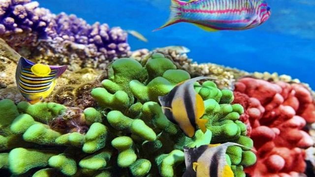 Utopia island Snorkeling tour from Sahel Hashesh โ photo 4