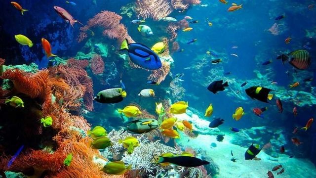 Utopia island Snorkeling tour from Sahel Hashesh โ photo 5