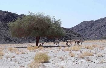 Wadi El Gemal trip from El Quseir — photo 2