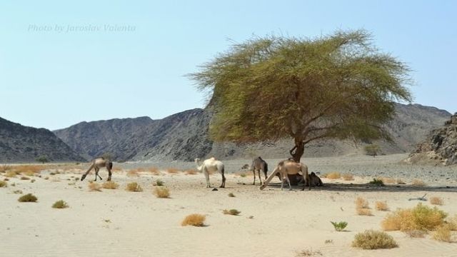 Wadi El Gemal trip from El Quseir — photo 8